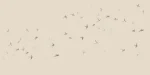 Swallows - Image 5