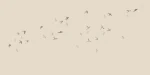 Swallows - Image 6