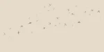Swallows - Image 7