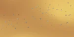 Swallows - Image 8