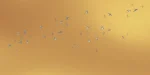 Swallows - Image 9