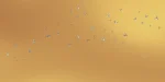Swallows - Image 10