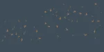 Swallows