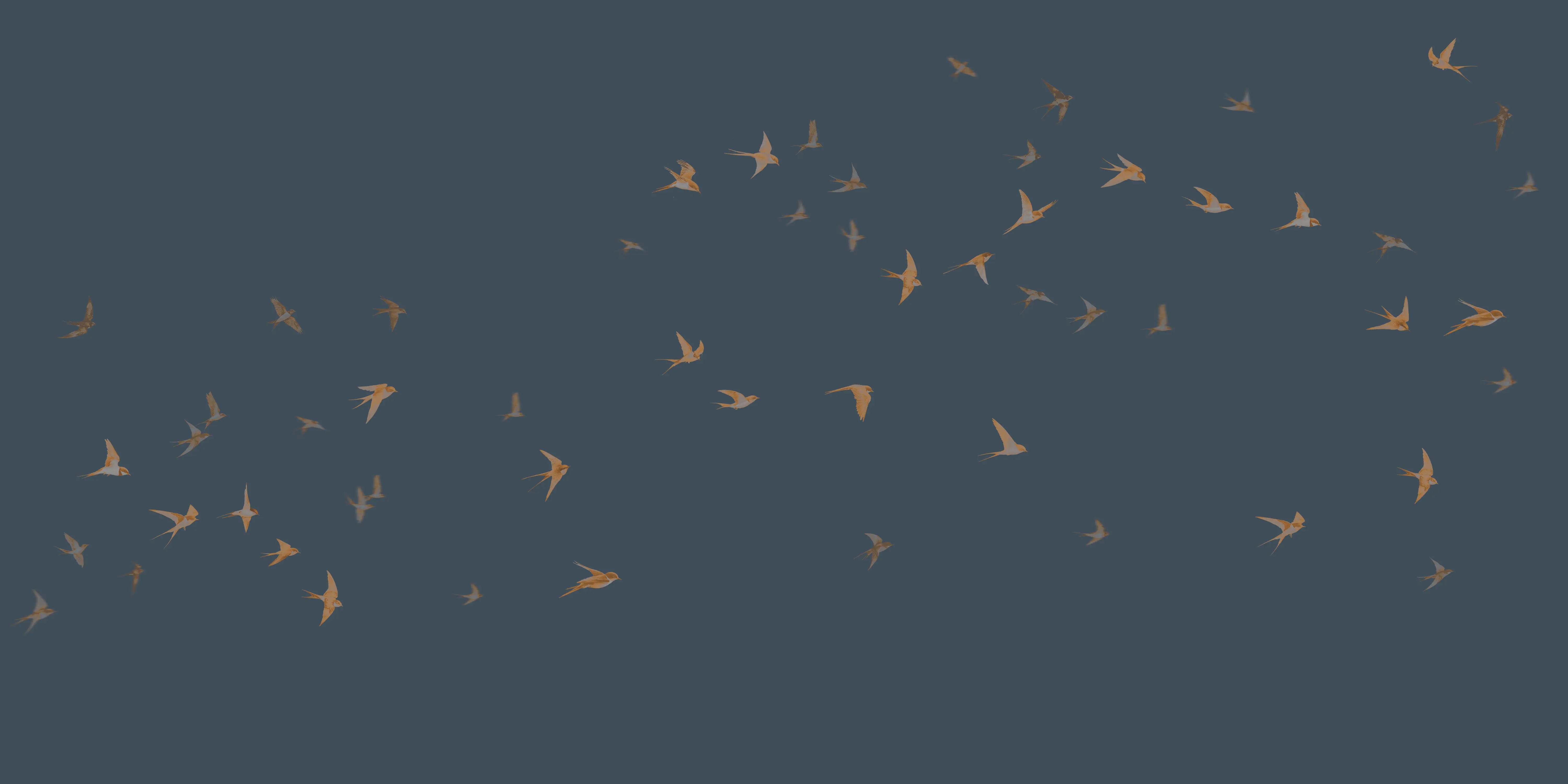 24004 P25-K1 Swallows - Image 1