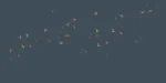 Swallows - Image 2
